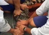 Mưa ngập lụt, dân Cà Mau bắt được hai con cá sấu sổng chuồng