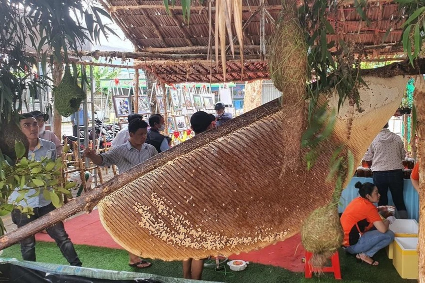 Tổ ong gác kèo lớn nhất Việt Nam. Ảnh: TRẦN VŨ Tổ ong gác kèo lớn nhất Việt Nam. Ảnh: TRẦN VŨ