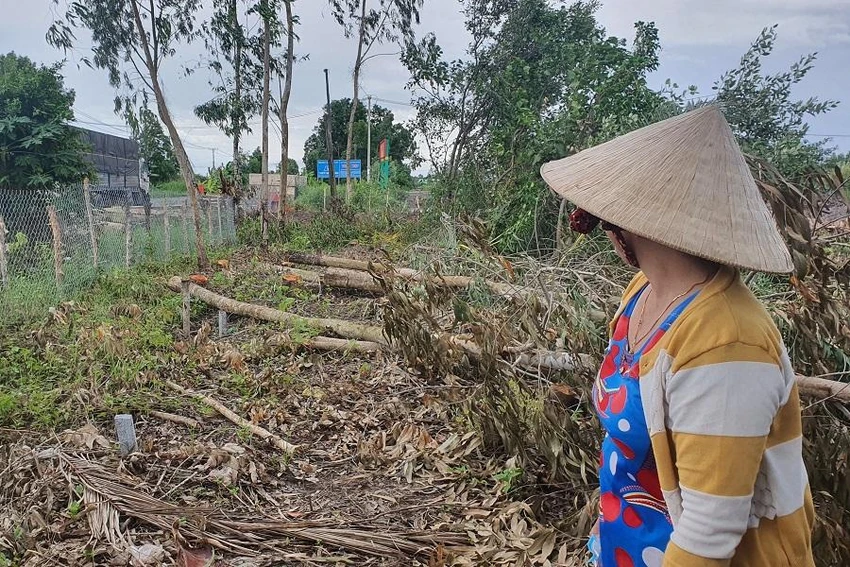 Dù phát hiện từ đầu nhưng bà Phượng không cách nào ngăng chặn được nhóm người đốn hạ nhiều cây trồng của mình. Ảnh: TRẦN VŨ