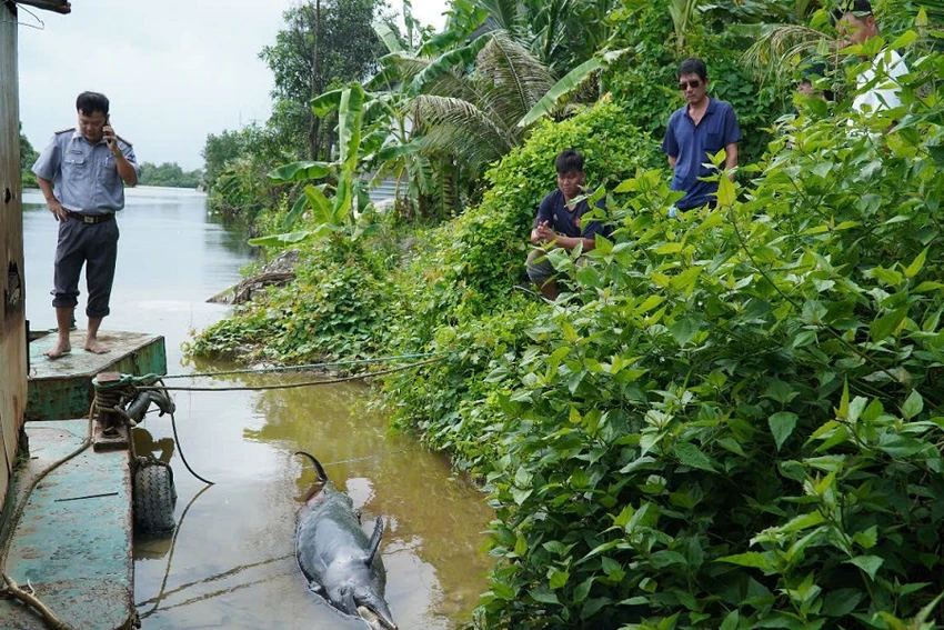 Cá heo gặp nạn 2.jpg